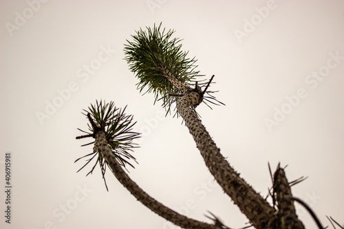 The scaly brownish trunk and prickly needles of the pine tree do not allow us to confuse this tree with a palm tree.