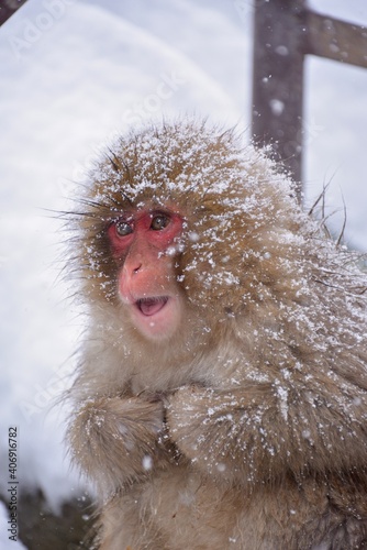Japanese monkeys in Nagano prefecture in Japan

