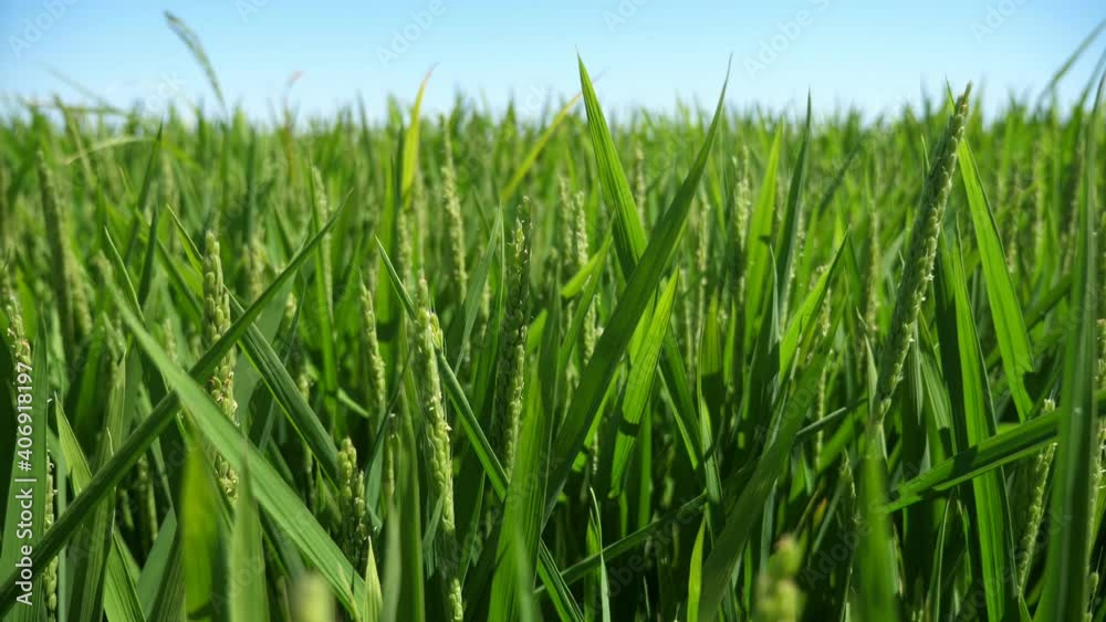 Boundless green rice territory waving in the wind on a sunny day in summer Boundless green rice territory waving in the wind on a sunny day in summer