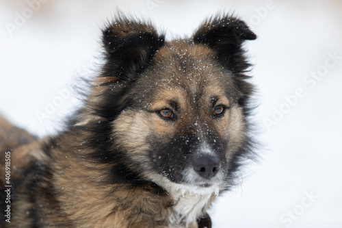 non-pedigreed dog looking forward cautiously and attentive in snow winter day.