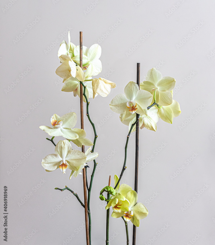 Fototapeta premium Light yellow phalaenopsis orchids with green buds, on a light background