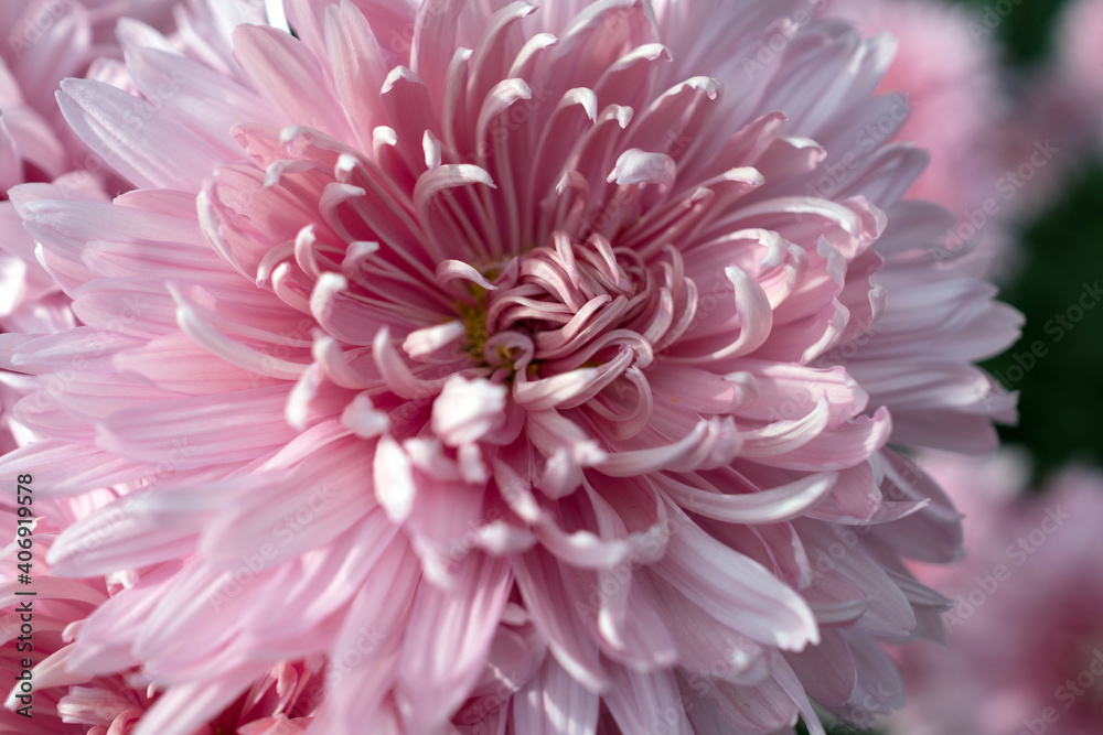 Autumn. Blooming chrysanthemum.. Autumn. Blooming chrysanthemum..