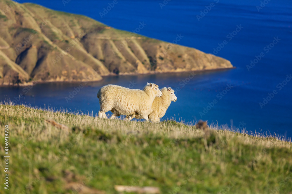 Fototapeta premium Sheep