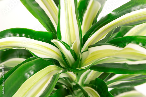 indoor dracaena leaves close up on a white background