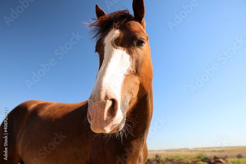 Chestnut horse outdoors on sunny day  closeup. Beautiful pet