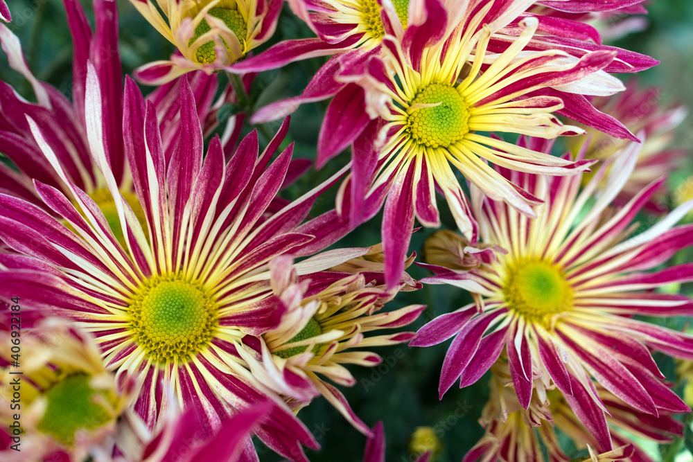Autumn. Blooming chrysanthemum.. Autumn. Blooming chrysanthemum..