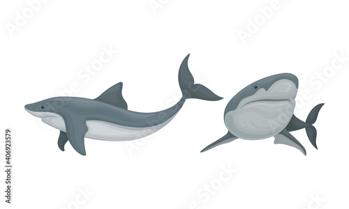 Shark as Elasmobranch Fish with Pectoral Fins and Cartilaginous Skeleton Vector Set