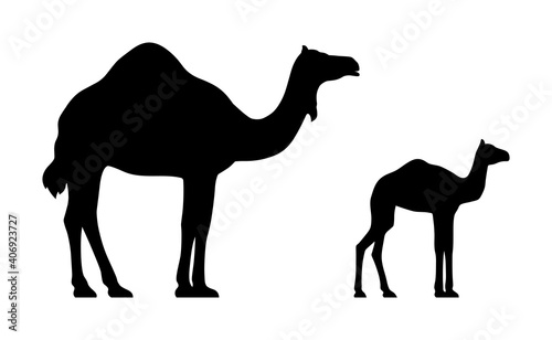 Black silhouettes of standing camel and calf isolated on white background. Vector illustration
