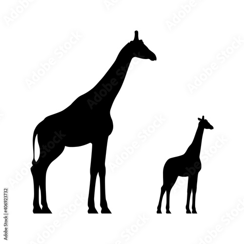 Black silhouettes of standing giraffe and calf isolated on white background. Vector illustration