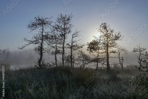 misty mire landscape with swamp pines and traditional mire vegetation, fuzzy background, fog in bog, twilight