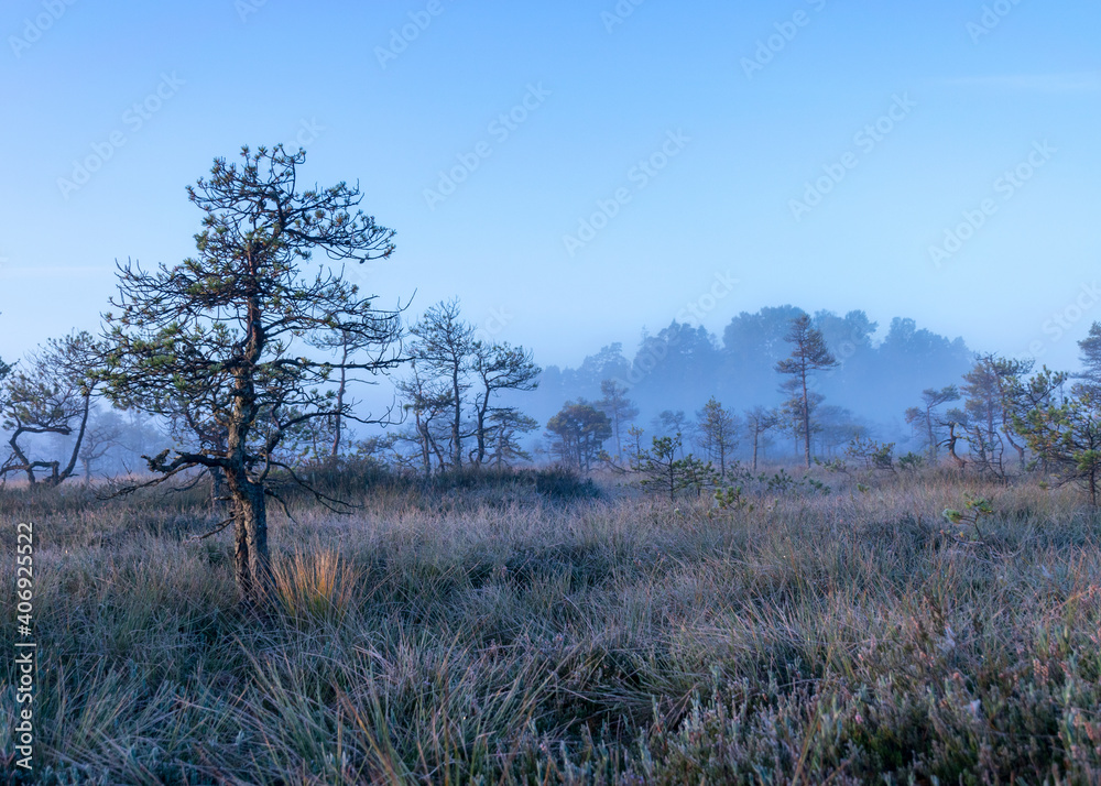 misty mire landscape with swamp pines and traditional mire vegetation, fuzzy background, fog in bog, twilight misty mire landscape with swamp pines and traditional mire vegetation, fuzzy background, fog in bog, twilight