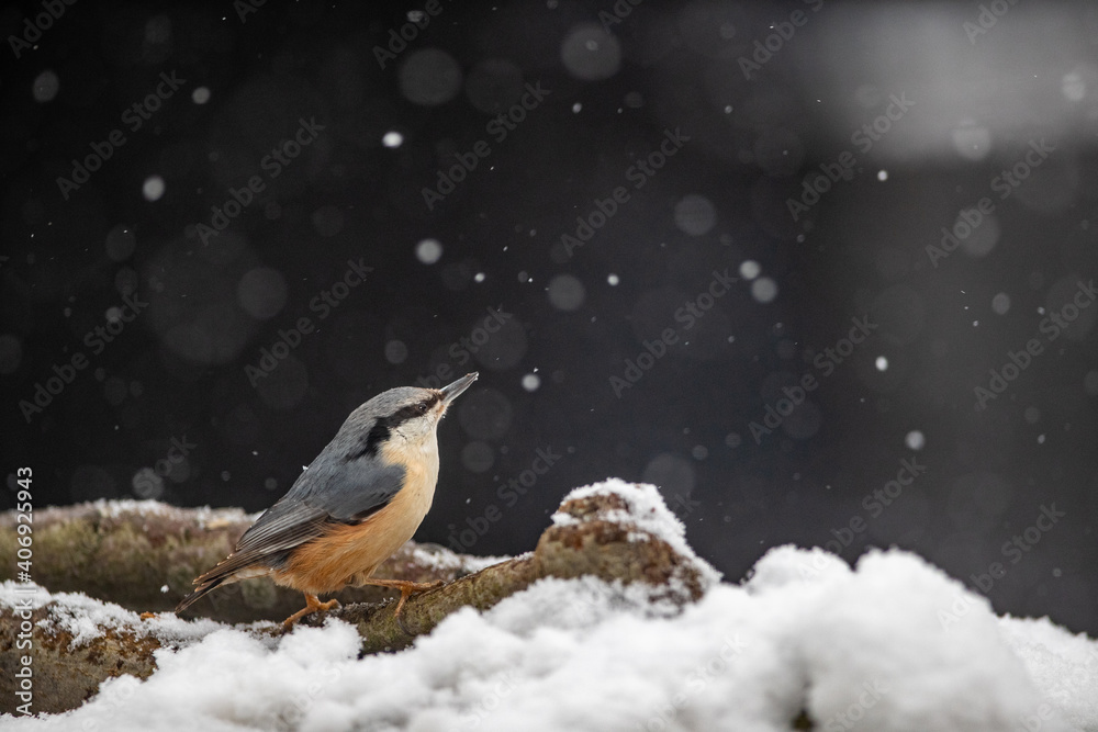 Obraz premium bird in snow