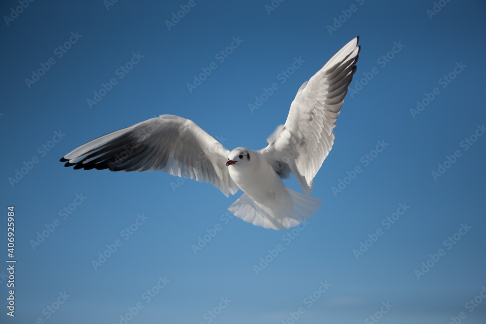 seagull in flight