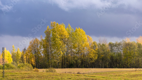 autumn landscape with colorful yellow trees in the background, foreground field, golden autumn, expressive sky, autumn time