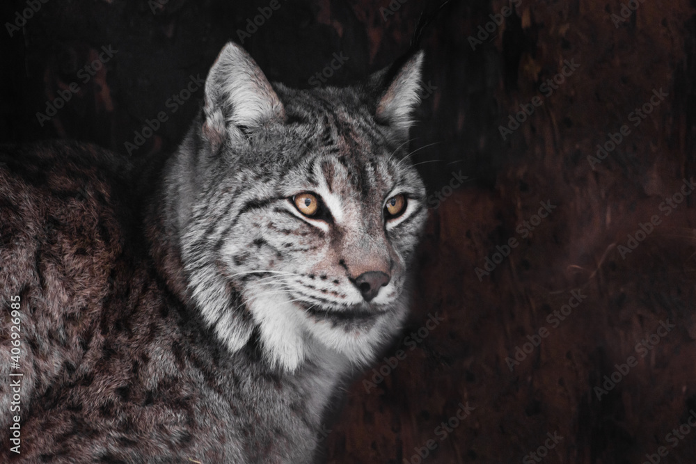 Naklejka premium Serious lynx, orange eyes gray hair, close-up