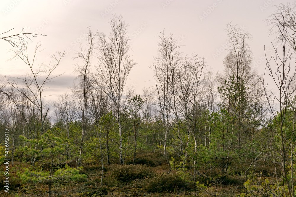 autumn landscape from a peat bog, vegetation characteristic of a developed bog, small deformed birches, autumn colors autumn landscape from a peat bog, vegetation characteristic of a developed bog, small deformed birches, autumn colors