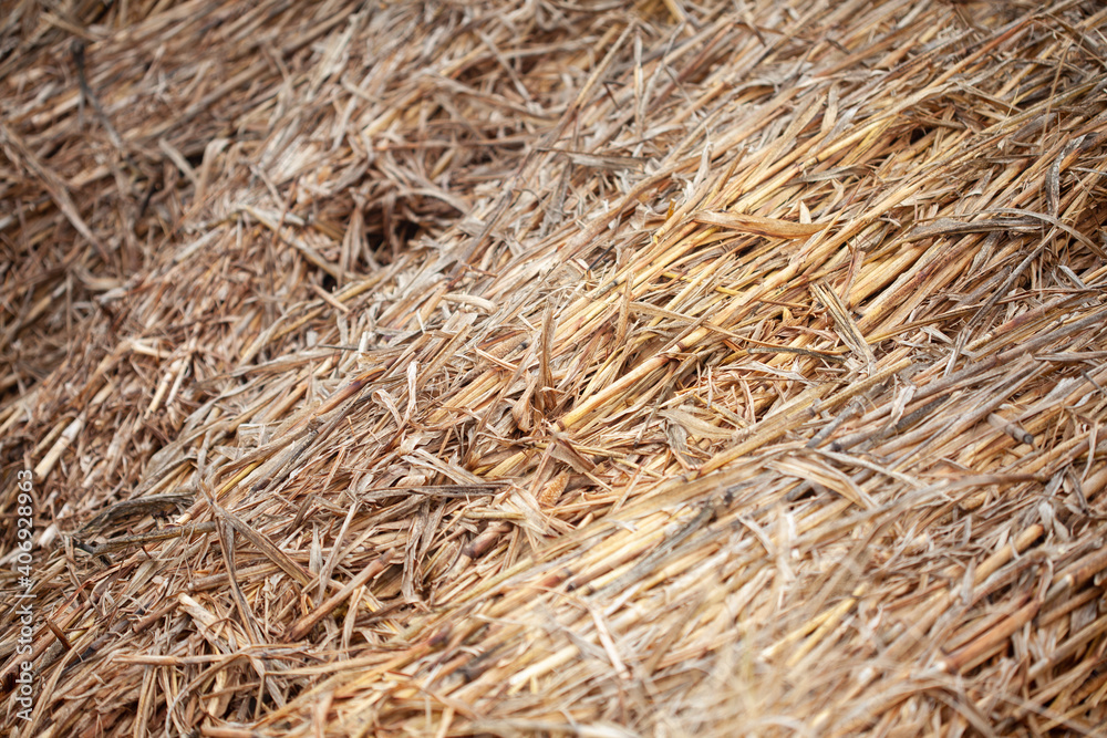 Beautiful background of raw and dry millet fodder for livestock in India. Beautiful background of raw and dry millet fodder for livestock in India.