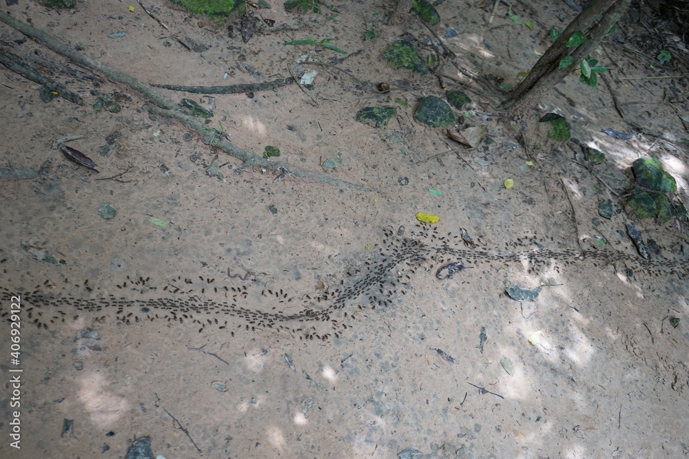 Several ants following an ant pathway on the ground - 蟻の行列 Several ants following an ant pathway on the ground - 蟻の行列