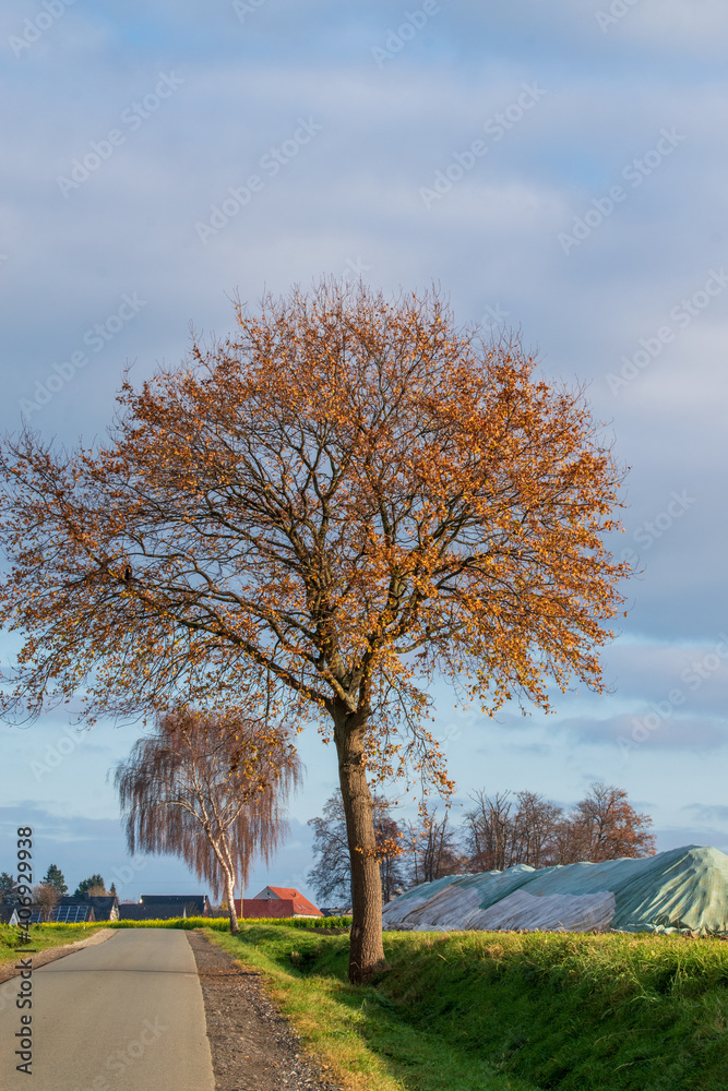 Obraz premium Abgedeckte Zuckerrübenmiete neben einem kahlen Baum im späten Herbst.