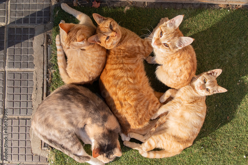 Photography たくさんの猫たち