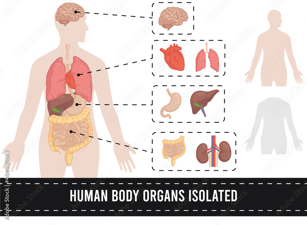 Human Body Parts Anatomy Organs Isolated Set