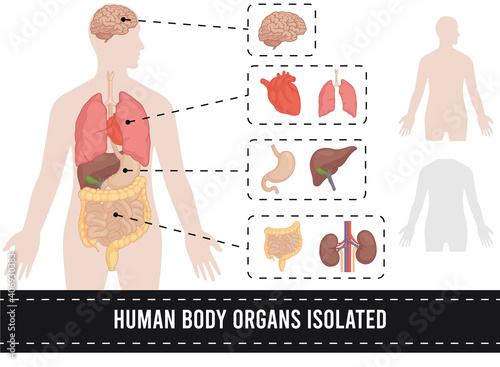 Human Body Parts Anatomy Organs Isolated Set