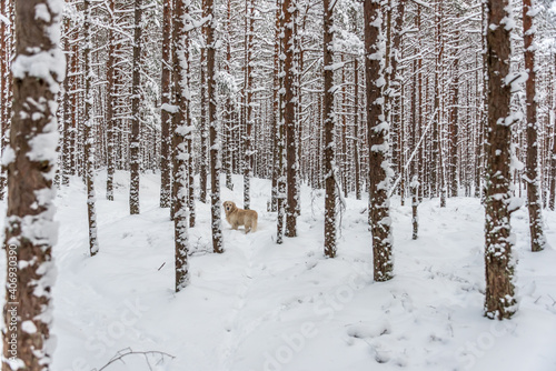 Golden Retriever in a Snow Covered Forest in Winter