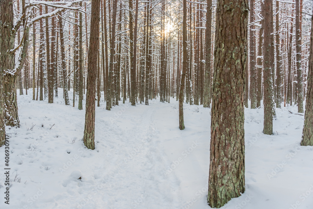 Sun Rays in Far Northern European forest Along the Baltic Sea coast