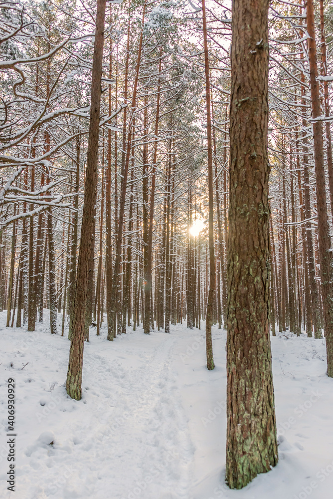 Sun Rays in Far Northern European forest Along the Baltic Sea coast