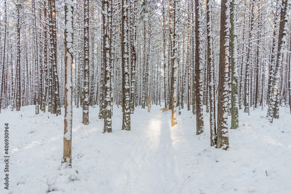 Fototapeta premium Snowy Pine Forest With Fresh Snow in Winter