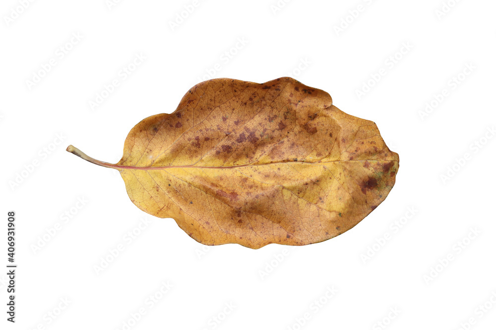 Fototapeta premium Yellow, autumn leaf of the quince tree.