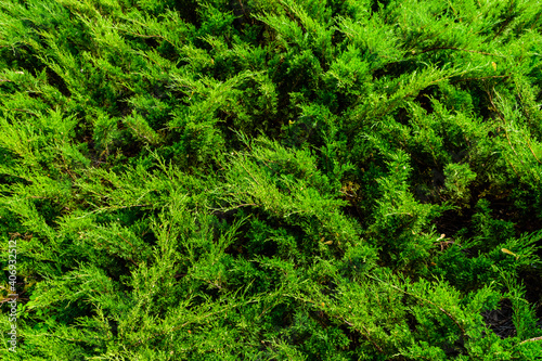 Background of the evergreen juniper bushes. Natural pattern