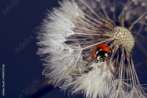 Close-up of a ladybug Coccinella septempunctata on dandelion pollen full of water drops.