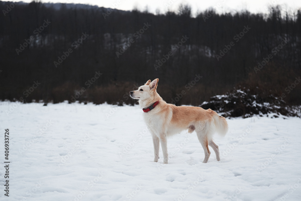 Adorable white fluffy pet dog with red collar walks in winter snow park. Half-breed shepherd and husky stands in snow in beautiful red collar and looks into distance. Adorable white fluffy pet dog with red collar walks in winter snow park. Half-breed shepherd and husky stands in snow in beautiful red collar and looks into distance.