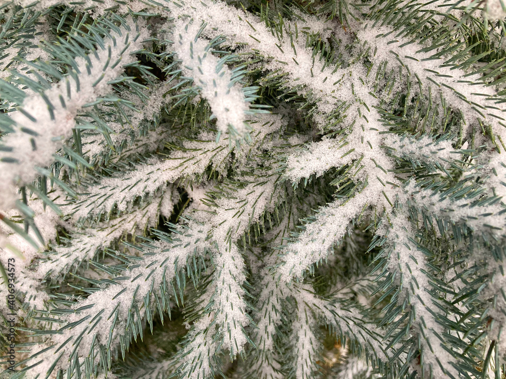Spruce branches covered with snow.