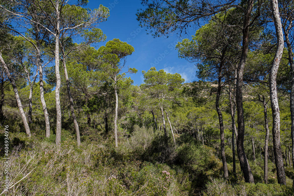 Aleppo pines, forest on Puig de Randa hillside, Llucmajor, Mallorca, Balearic Islands, Spain Aleppo pines, forest on Puig de Randa hillside, Llucmajor, Mallorca, Balearic Islands, Spain