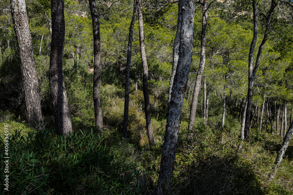 Fototapeta premium Aleppo pines, forest on Puig de Randa hillside, Llucmajor, Mallorca, Balearic Islands, Spain
