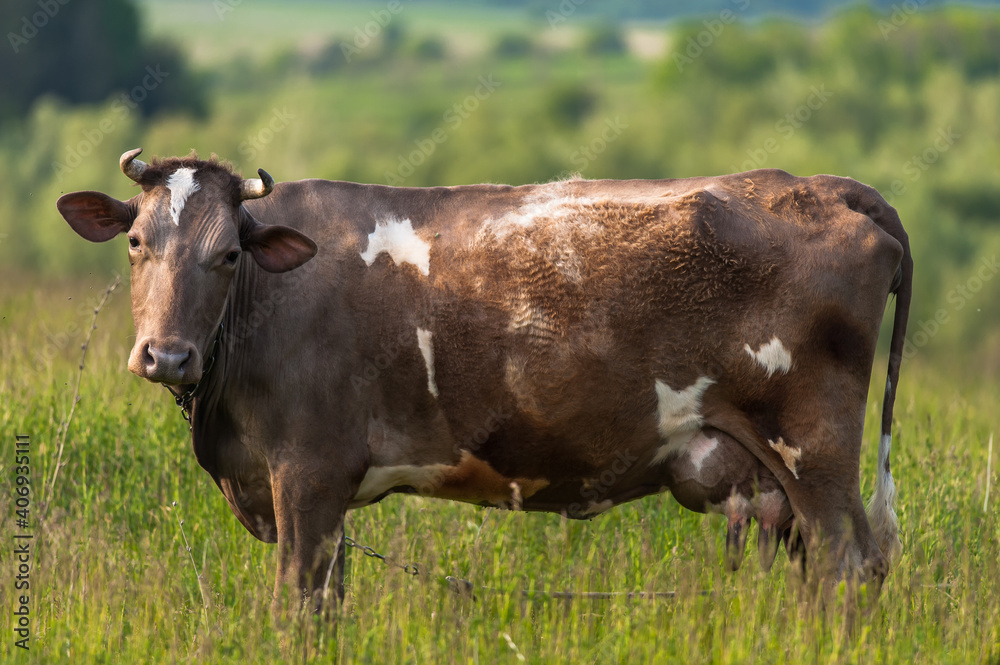 Spotted cow in the meadow.