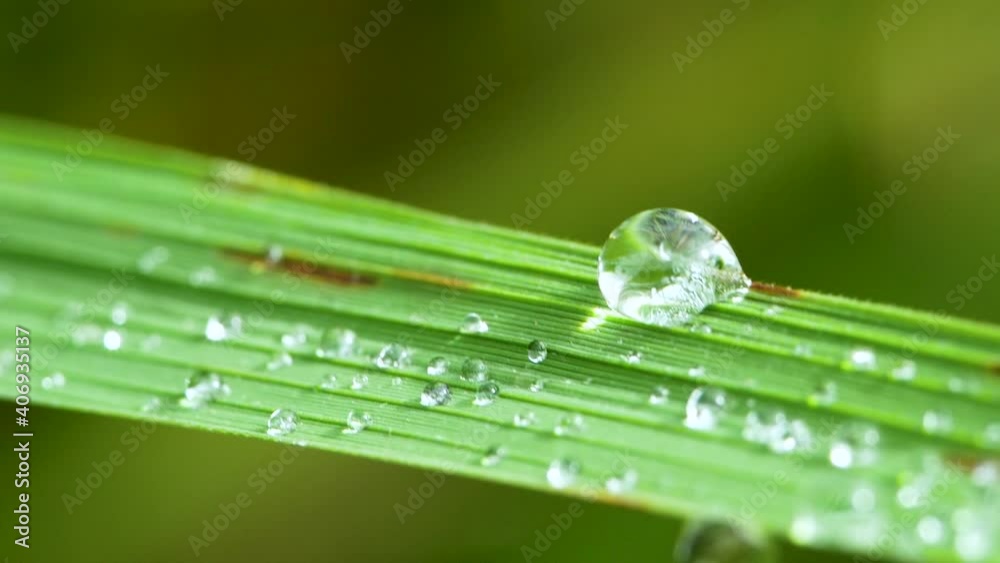 Close up drops of dew on fresh green leaves with sunlight on blurred greenery background. Abstract nature background for creative designs.