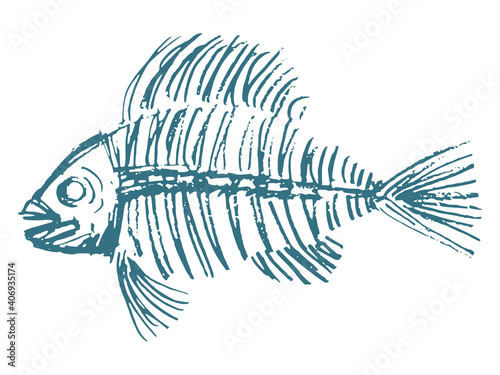 Hand drawn, vector, sketch image of fish skeleton