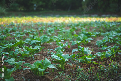 green nature vegetable farm...