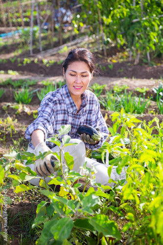 Smiling asian woman working on vegetable garden on autumn day, harvesting ripe eggplants grown in her smallholding