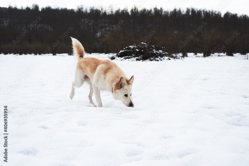 Adorable white fluffy pet dog with red collar walks in winter snow park. Half-breed shepherd and husky of light red color runs on soft snow and enjoys life.
