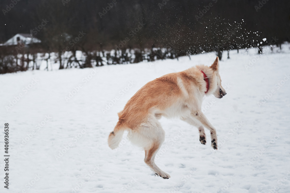 Obraz premium Adorable white fluffy pet dog with red collar walks in winter snow park. Half-breed shepherd and husky jumps high and tries to catch snowball.