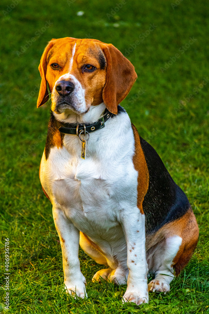 Beagle