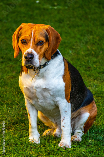 Beagle