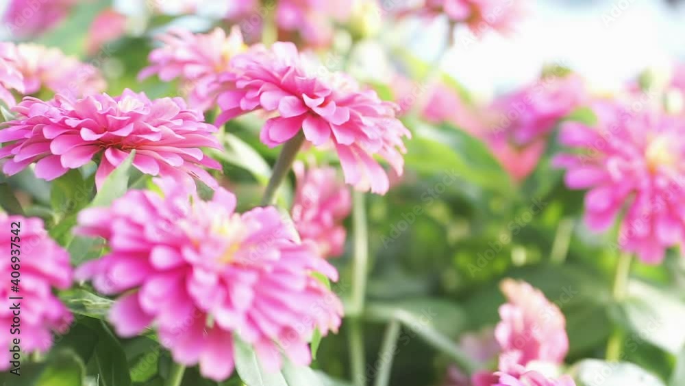 Shift focus shot of pink flowers in field. Beautiful Pink Zinnia flower in green garden. Nature beauty, summer, spring background concept. Wine red zinnia blossom in garden with gentle wind breeze. Shift focus shot of pink flowers in field. Beautiful Pink Zinnia flower in green garden. Nature beauty, summer, spring background concept. Wine red zinnia blossom in garden with gentle wind breeze.