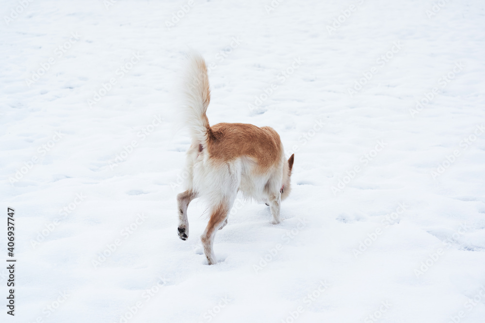 Adorable white fluffy pet dog with red collar walks in winter snow park. Half-breed shepherd and husky of light red color walks and sniffs everything around, gets acquainted with new area. Adorable white fluffy pet dog with red collar walks in winter snow park. Half-breed shepherd and husky of light red color walks and sniffs everything around, gets acquainted with new area.