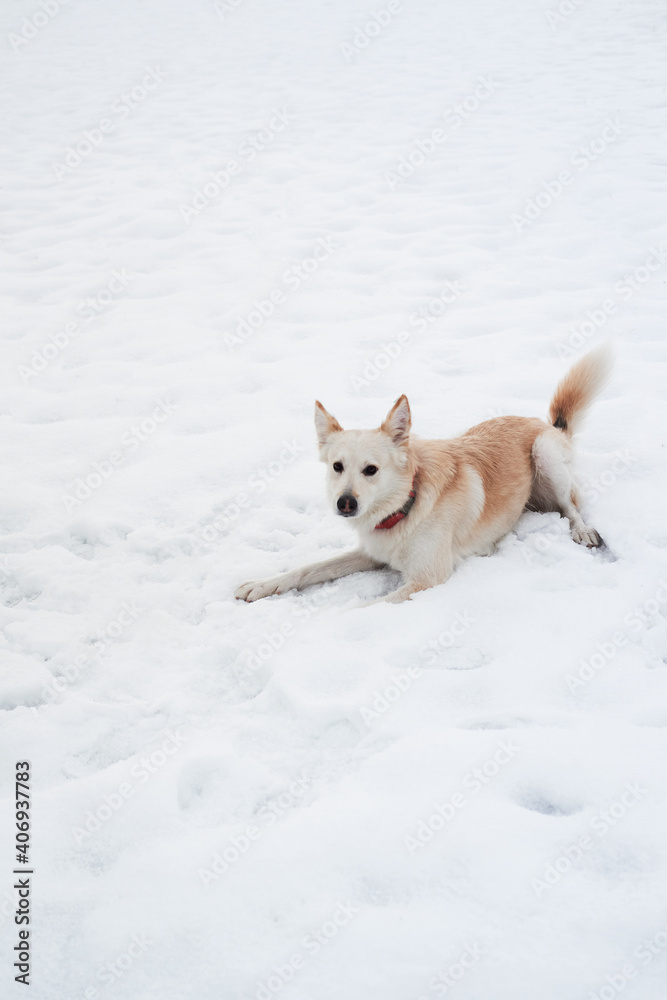 Adorable white fluffy pet dog with red collar walks in winter snow park. Half-breed shepherd and husky of light red color lies on pure white snow and enjoys life. Adorable white fluffy pet dog with red collar walks in winter snow park. Half-breed shepherd and husky of light red color lies on pure white snow and enjoys life.