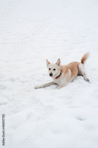 Adorable white fluffy pet dog with red collar walks in winter snow park. Half-breed shepherd and husky of light red color lies on pure white snow and enjoys life.